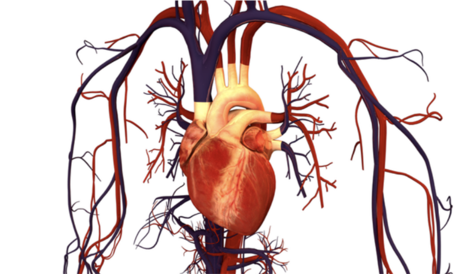 The Link Between Sleep Apnea and Cardiovascular Disease