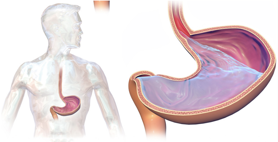 The Correlation Between Sleep Apnea and GERD